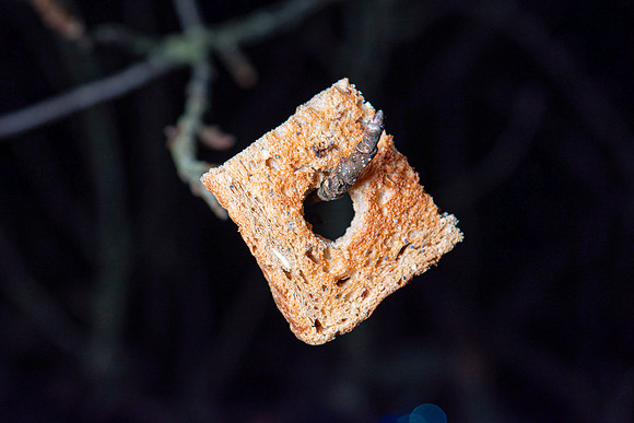 wassail2024-118